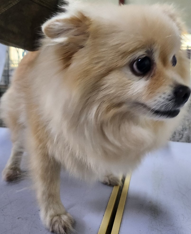 종료(입양) 포메라…